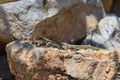 Lizard basking in the sun on a rock Royalty Free Stock Photo