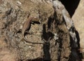 A common wall lizard basking in the sun Royalty Free Stock Photo