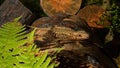 Common Wall Lizard on firewood