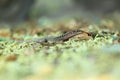 Common wall lizard