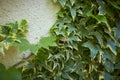 Common wall lizard in the ivy on wall (Podarcis Muralis) Royalty Free Stock Photo