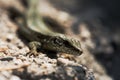 Common Wall Lizard, Lizards, Wall Lizard, Podarcis muralis Royalty Free Stock Photo