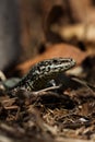 Common Wall Lizard, Lizards, Wall Lizard, Podarcis muralis Royalty Free Stock Photo