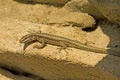 Common wall lizard / Podarcis muralis Royalty Free Stock Photo