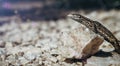 Common wall lizard Podarcis Muralis basking on hot rocks. Royalty Free Stock Photo