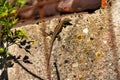 Common wall lizard, Podarcis muralis climbing a wall Royalty Free Stock Photo