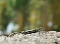 Common wall lizard - Podarcis muralis close up Royalty Free Stock Photo