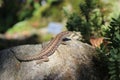Common Wall Lizard - Podarcis muralis Royalty Free Stock Photo