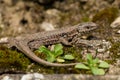 Common wall lizard (Podarcis muralis) Royalty Free Stock Photo