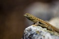 Common wall lizard posed on a rock Royalty Free Stock Photo