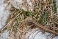 Common wall lizard resting in grass Royalty Free Stock Photo