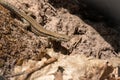 common wall lizard resting on the ground