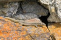 A common wall lizard resting on a rock Royalty Free Stock Photo