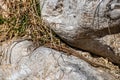 Common wall lizard resting on stone Royalty Free Stock Photo