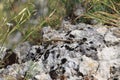 Common wall lizard on a rock. Royalty Free Stock Photo