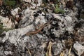 Common wall lizard on a rock background. Royalty Free Stock Photo