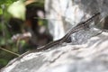 common wall lizard on a rock in the french alps Royalty Free Stock Photo