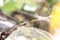 common wall lizard on a rock in the french alps Royalty Free Stock Photo