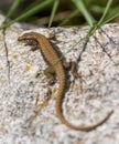 Common Wall Lizard on rock