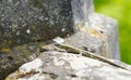 Common wall lizard sitting on an old stone wall basking in bright sunlight Royalty Free Stock Photo