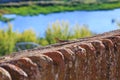 Common wall lizard upon citywall in Ciudad Rodrigo, Spain