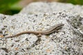 Common wall lizard sunbathing Podarcis Muralis Royalty Free Stock Photo