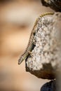 Common wall lizard sunbathing on a rock Royalty Free Stock Photo