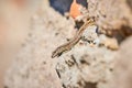 Common wall lizard sunbathing on a rock in the morning Royalty Free Stock Photo