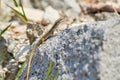 Common wall lizard sunbathing on a rock in the morning Royalty Free Stock Photo