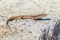 Common wall lizard sunbathing on a rock in the morning Royalty Free Stock Photo