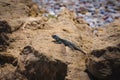 Common wall lizard sunbathing on a rock in the morning (Podarcis Muralis Royalty Free Stock Photo