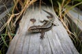 Common wall lizard on a wooden surface surrounded by grass Royalty Free Stock Photo