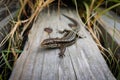 Common wall lizard on a wooden surface surrounded by grass