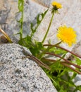 Common Wall Lizard and yellow flower