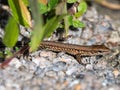 Common wall lizzard Royalty Free Stock Photo