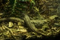 Common wall lizzards ina forest in their wild life Royalty Free Stock Photo