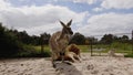 Common wallaroo australia kangaroo on a sunny day