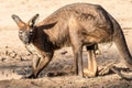 Common Wallaroo