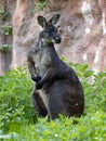 Common wallaroo, Macropus r. robustus, sits and observes the surroundings Royalty Free Stock Photo