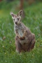 Common wallaroo Royalty Free Stock Photo