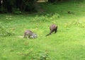 Common wallaroos Royalty Free Stock Photo