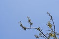 Common walnut Royalty Free Stock Photo