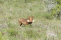 Common Warthog, Addo Elephant National Park