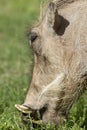 Common Warthog, Addo Elephant National Park