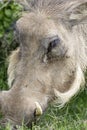 Common Warthog, Addo Elephant National Park