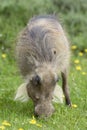 Common Warthog, Addo Elephant National Park