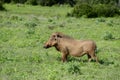 Common Warthog, Addo Elephant National Park