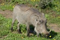 Common Warthog, Addo Elephant National Park