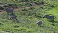 Common Warthog, Addo Elephant National Park