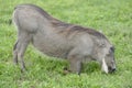 Common Warthog, Addo Elephant National Park